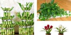 利用花卉植物凈化室內(nèi)環(huán)境應(yīng)注意哪些事項呢？