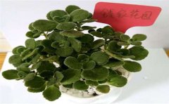 甲醛檢測(cè)處理真的有用嗎？